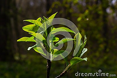 Big green buds branches. Young green leaves coming out from thick green buds. branches with new foliage illuminated by the day sun Stock Photo