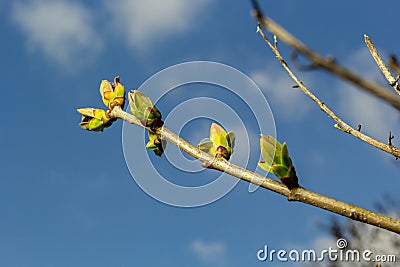 Big green buds branches. Young green leaves coming out from thick green buds. branches with new foliage illuminated by the day sun Stock Photo