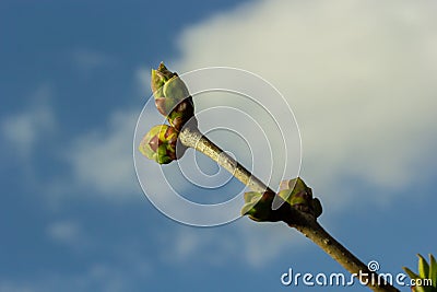 Big green buds branches. Young green leaves coming out from thick green buds. branches with new foliage illuminated by the day sun Stock Photo