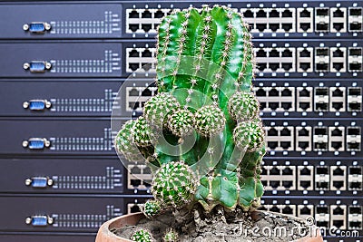 Big green cactus in a pot on a background of computer servers and switches Stock Photo