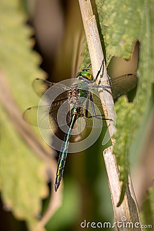 Big green dragonfly clings to a reed Stock Photo