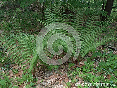 Big green fern in the forest Stock Photo