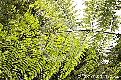 Big Green fern leaves detailed Stock Photo