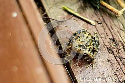 Big green frog Stock Photo