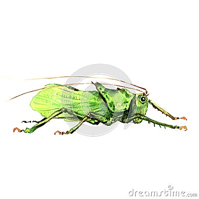 Big green grasshopper isolated, watercolor illustration on white Cartoon Illustration