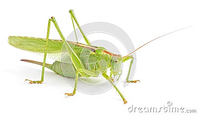 Big green grasshopper isolated Stock Photo