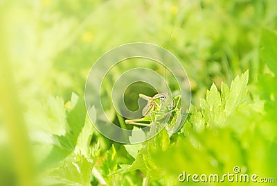 Big green grasshopper sitting on a green leaf in beautiful sunlight macro close-up background with blurred green soft focus Stock Photo
