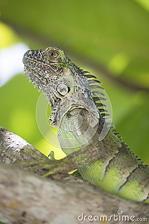 Big green iguana resting in green tropical tree in portrait view Stock Photo