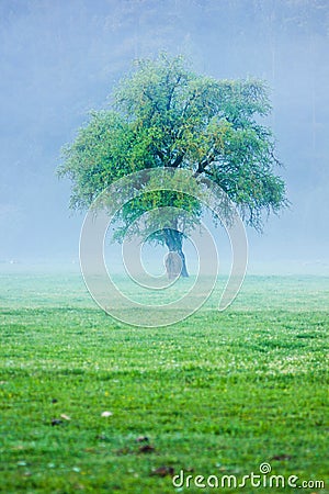 Big green lonely tree on the field at foggy Stock Photo