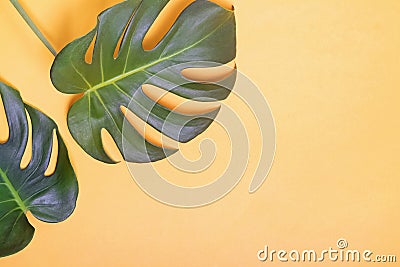 Big green natural monstera lant leaves on yellow background Stock Photo