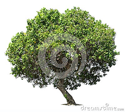 Big green oak tree Stock Photo