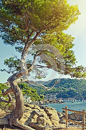Big green pine tree on the seaside cliff. Summer landscape. Cost Stock Photo