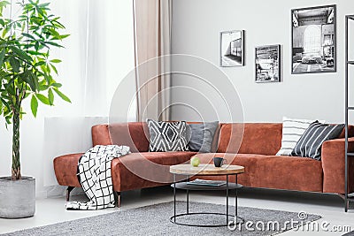 Big green plant, small round coffee table and corner sofa in elegant living room interior Stock Photo