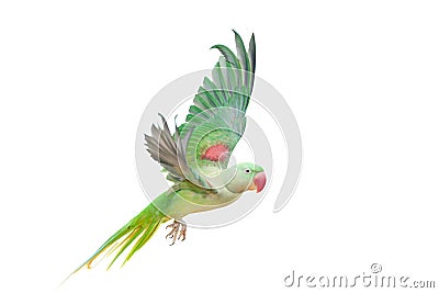 Big green ringed or Alexandrine parakeet on white Stock Photo