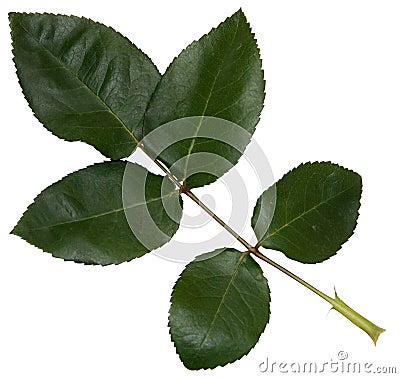 Big green rose leaf Stock Photo