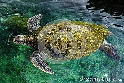 Big green sea turtle, Israel Stock Photo