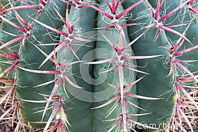 Big green succulent cactus with long flat needles closeup Stock Photo