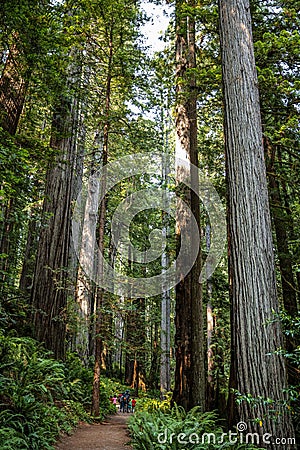 Big green tree forest trail at Redwoods national park spring Editorial Stock Photo