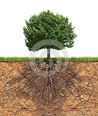 Big green tree with roots beneath Stock Photo