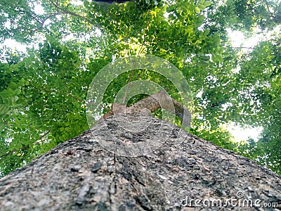 Big green trees in the corridor Stock Photo