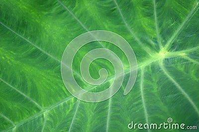 Big green tropical leaf background - Giant Upright Elephant Ear close-up Stock Photo