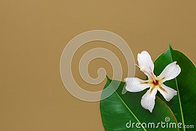 Big green wet ficus leaves white tropical flower on brown background. Template for organic cosmetics spa wellness skin body care Stock Photo