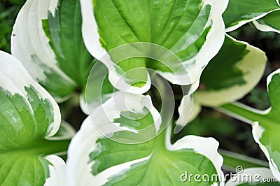 Big Green And White Leaves Such As Nature Background Stock Photo