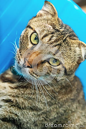 Big grey Asian cat looks at the camera, close-up portrait Stock Photo
