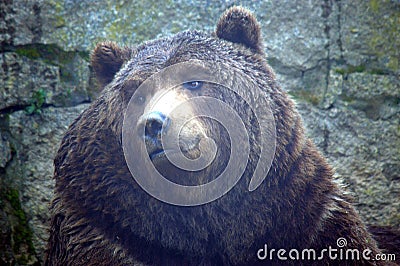 Bear .Grizzly bear. Animal, brown. Stock Photo