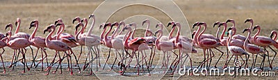 Big group flamingos on the lake. Kenya. Africa. Nakuru National Park. Lake Bogoria National Reserve. Cartoon Illustration