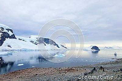 Big group of Gentoo penguins in Antarctic Peninsula Stock Photo