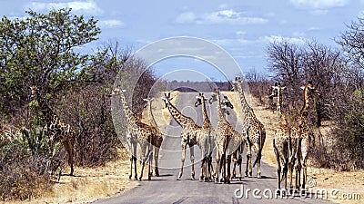Big group of Giraffes in Kruger National park, South Africa Stock Photo
