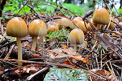 Big group of Glistening Inkcap mushrooms Stock Photo