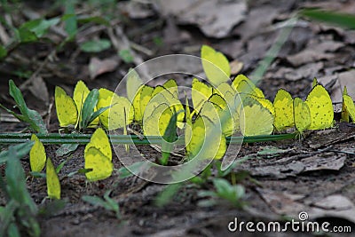 Big group of yellow butterflies Stock Photo