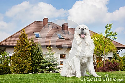 Big guard dog sitting in front of the house. Polish Tatra Sheepdog Stock Photo