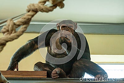 Big hairy monkey close-up Stock Photo