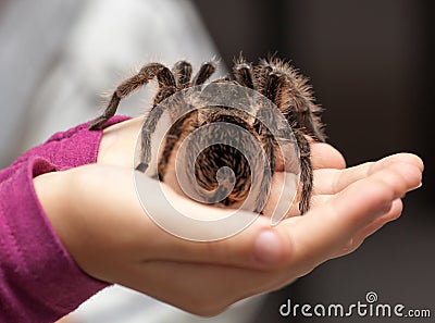 Big hairy tarantula Stock Photo