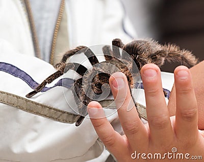 Big hairy tarantula Stock Photo