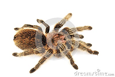 Big hairy tarantula on white background Stock Photo