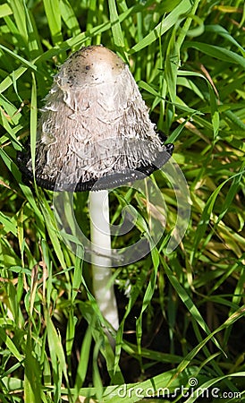 Big hallucinogen mushroom Stock Photo