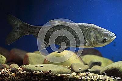 Big head carp Stock Photo