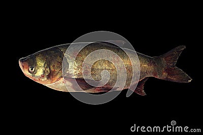 Big Head Carp Isolated With Black Background. Stock Photo