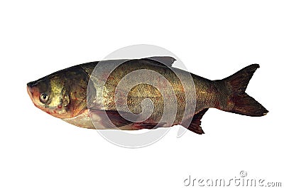 Big Head Carp Isolated With White Background. Stock Photo