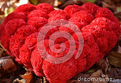 big heart of red roses Stock Photo