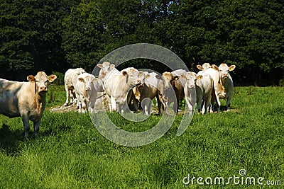 Fine Herd of Charolais Cattle Editorial Stock Photo