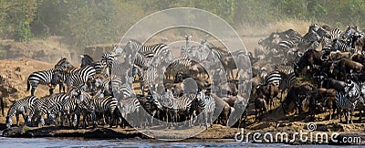 Big herd of wildebeest is about Mara River. Great Migration. Kenya. Tanzania. Masai Mara National Park. Cartoon Illustration