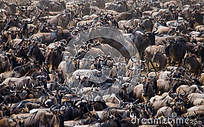 Big herd of wildebeest in the savannah. Great Migration. Kenya. Tanzania. Masai Mara National Park. Stock Photo