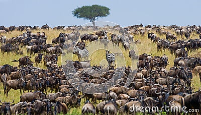 Big herd of wildebeest in the savannah. Great Migration. Kenya. Tanzania. Masai Mara National Park. Stock Photo