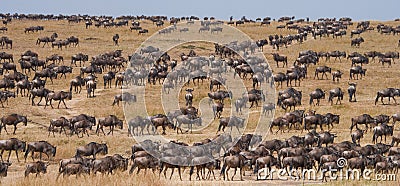 Big herd of wildebeest in the savannah. Great Migration. Kenya. Tanzania. Masai Mara National Park. Stock Photo