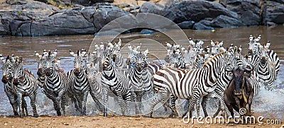 Big herd of zebras standing in front of the river. Kenya. Tanzania. National Park. Serengeti. Maasai Mara. Cartoon Illustration